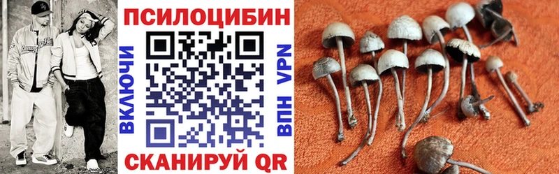 где продают   Саянск  кракен как войти  Псилоцибиновые грибы Psilocybine cubensis 